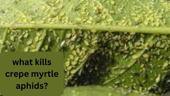 what kills crepe myrtle aphids