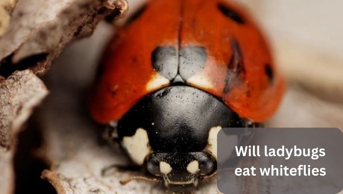 will ladybugs eat whiteflies