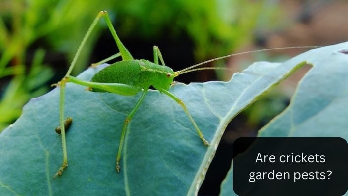 Are crickets garden pests