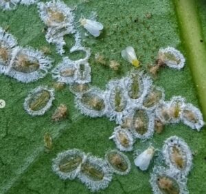 Are whiteflies harmful to humans