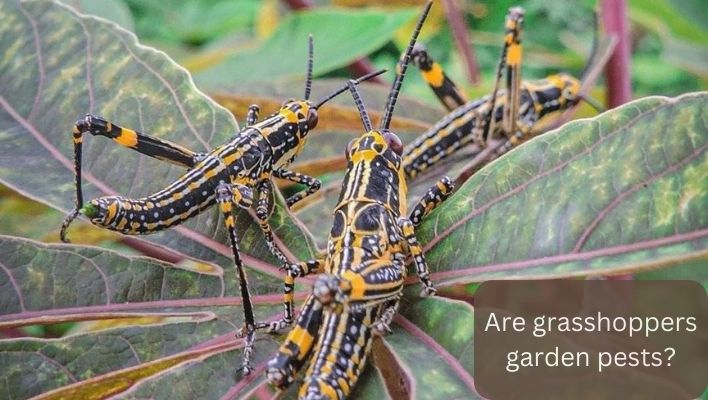 Are grasshoppers garden pests