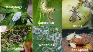 Different garden pests