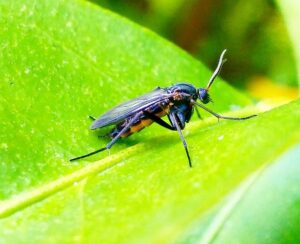 controlling and preventing fungus gnat 