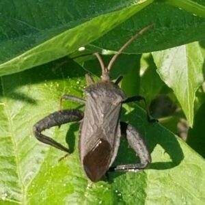 Will diatomaceous earth kill leaf-footed bugs
