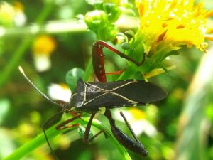 what leaf footed bugs are attracted to