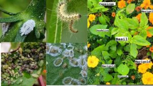 what plants deter garden pests