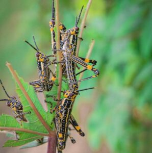 Are grasshoppers garden pests
