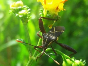 what leaf footed bugs are attracted to