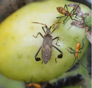 What are leaf footed bugs attracted to?