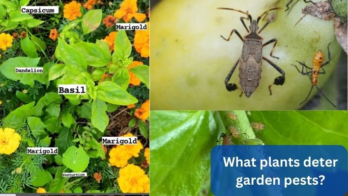what plants deter garden pests