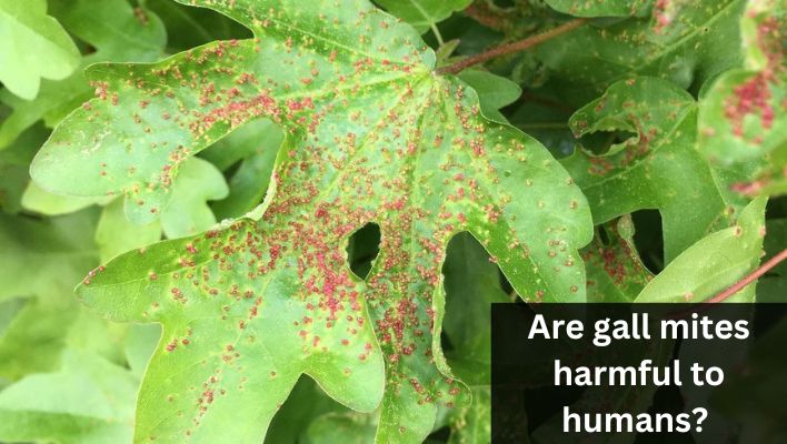 Are gall mites harmful to humans