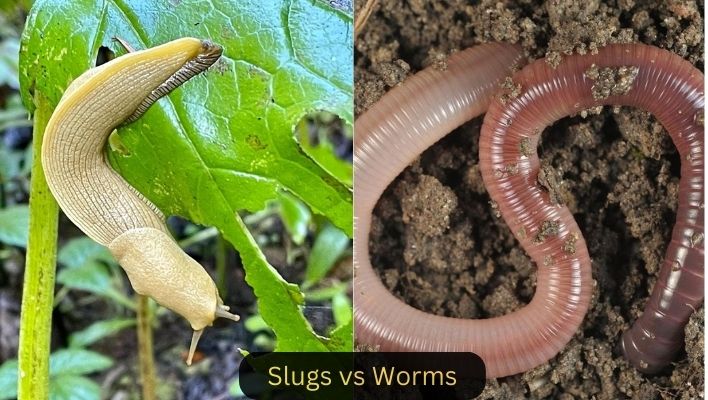 Are slugs worms?