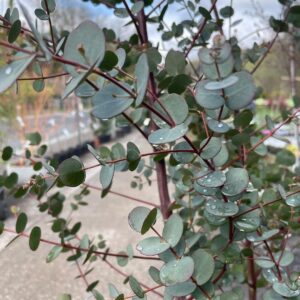 Care for Eucalyptus Plant