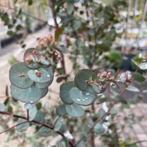 Care for Eucalyptus Plants