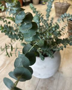 Eucalyptus Plant care