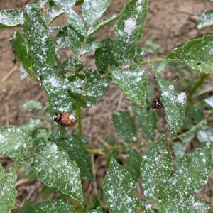 How to Apply Sevin Dust for Squash Bugs