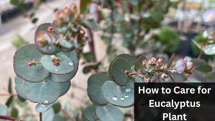 How to Care for Eucalyptus Plant