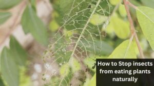 How to Stop insects from eating plants naturally
