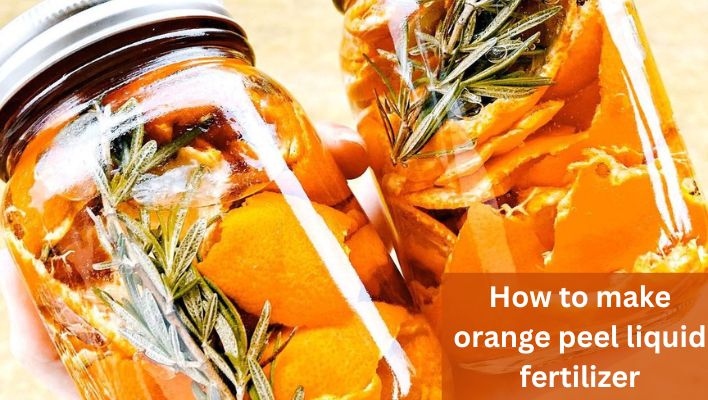 How to make orange peel liquid fertilizer