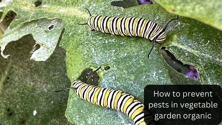 How to prevent pests in vegetable garden organic