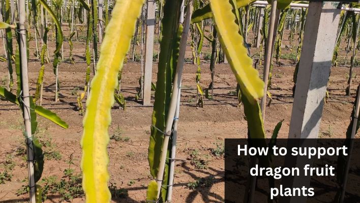 How to support dragon fruit plants