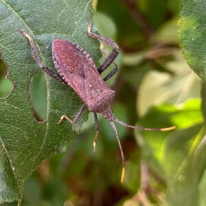 Identifying Leaf-Footed Bugs
