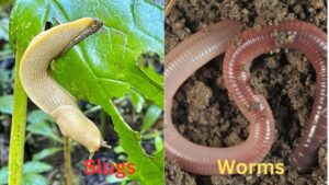 Slugs are not worms