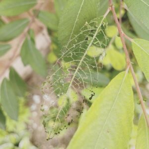 Tips for Identifying Garden Pests