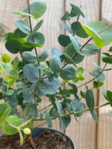 Ways to Care for Eucalyptus Plant