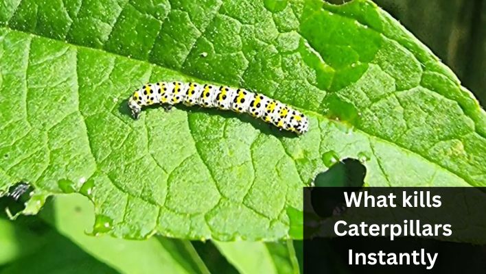 What kills caterpillars instantly