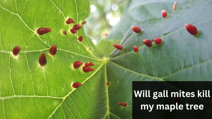 Will gall mites kill my maple tree
