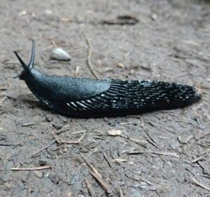 about slugs