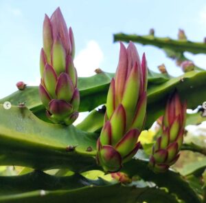 Caring for dragon fruit plants
