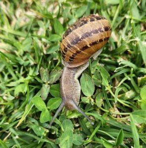 snails are garden pests