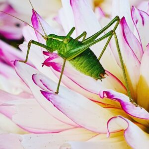 crickets garden pests