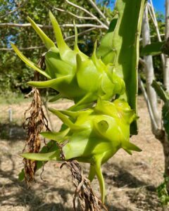 dragon fruit plant care
