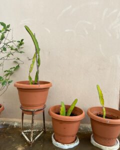 grow dragon fruit in pots