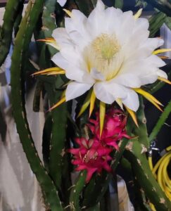 How to care for dragon fruit plants