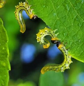 What kills caterpillars instantly