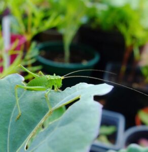 Understanding garden crickets 