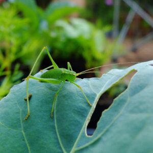 Are crickets garden pests