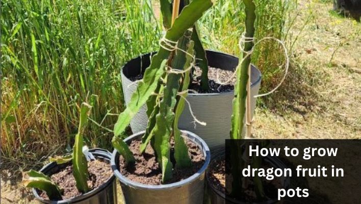 how to grow dragon fruit in pots