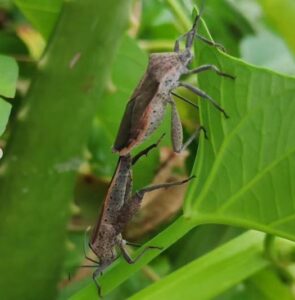 do leaf footed bugs bite