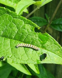 Plants That Repel Caterpillars