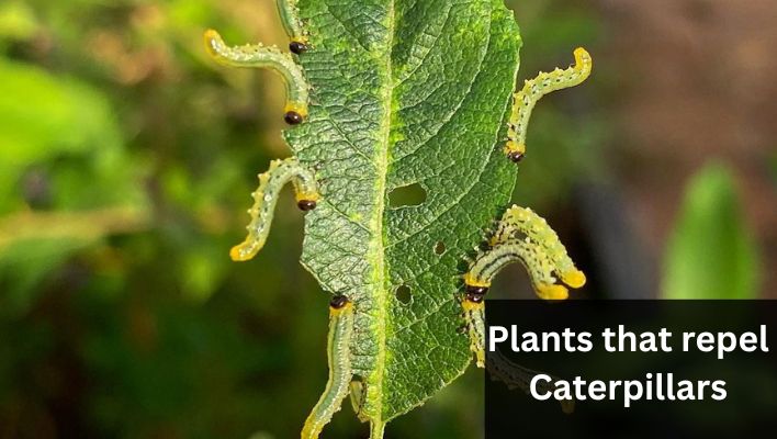 plants that repel caterpillars