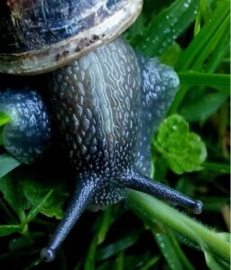 Snail are garden pests 