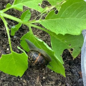 Snails are garden pests 