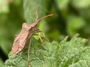 about squash bugs 