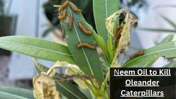 will neem oil kill oleander caterpillars