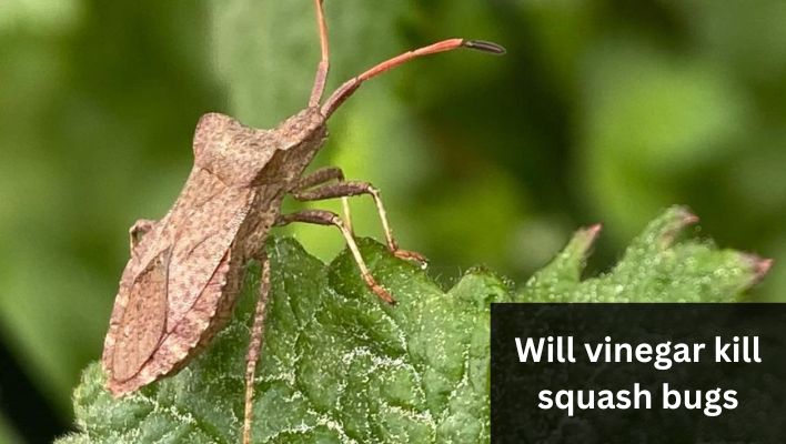 will vinegar kill squash bugs